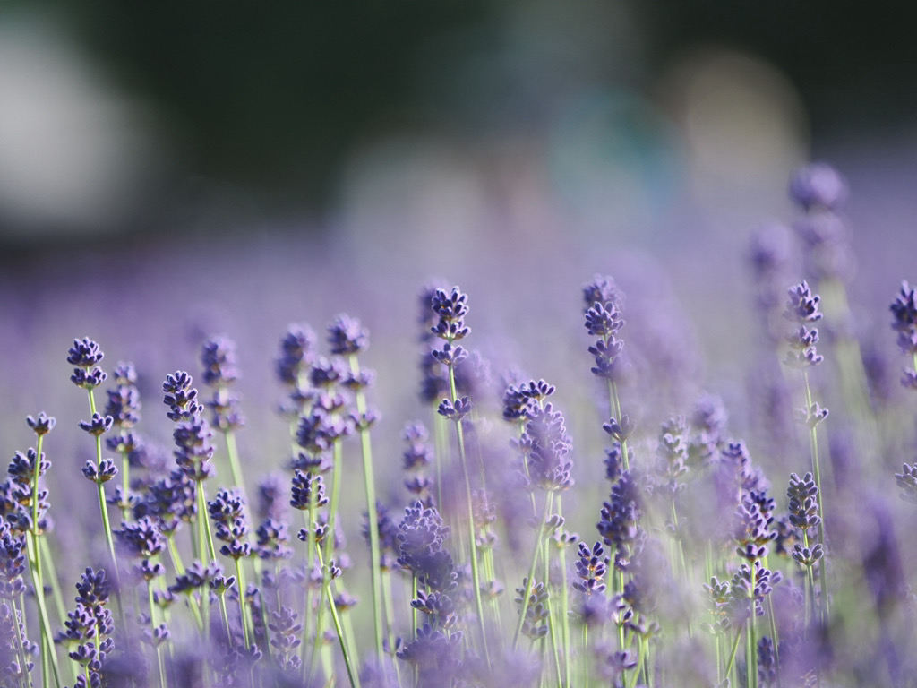 富良野・ファーム富田で咲くラベンダーの花穂のクローズアップ