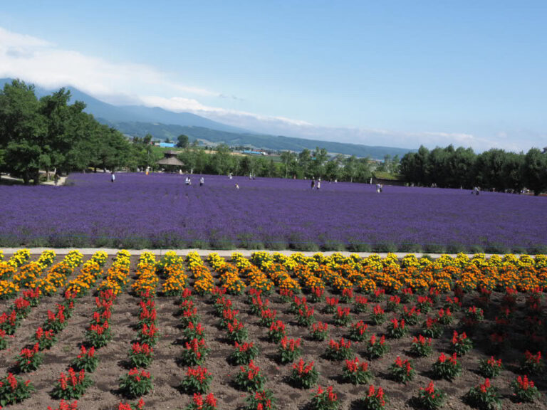 富良野・ファーム富田｜私の好きなラベンダー畑。紫の香りと季節の花を楽しむ旅