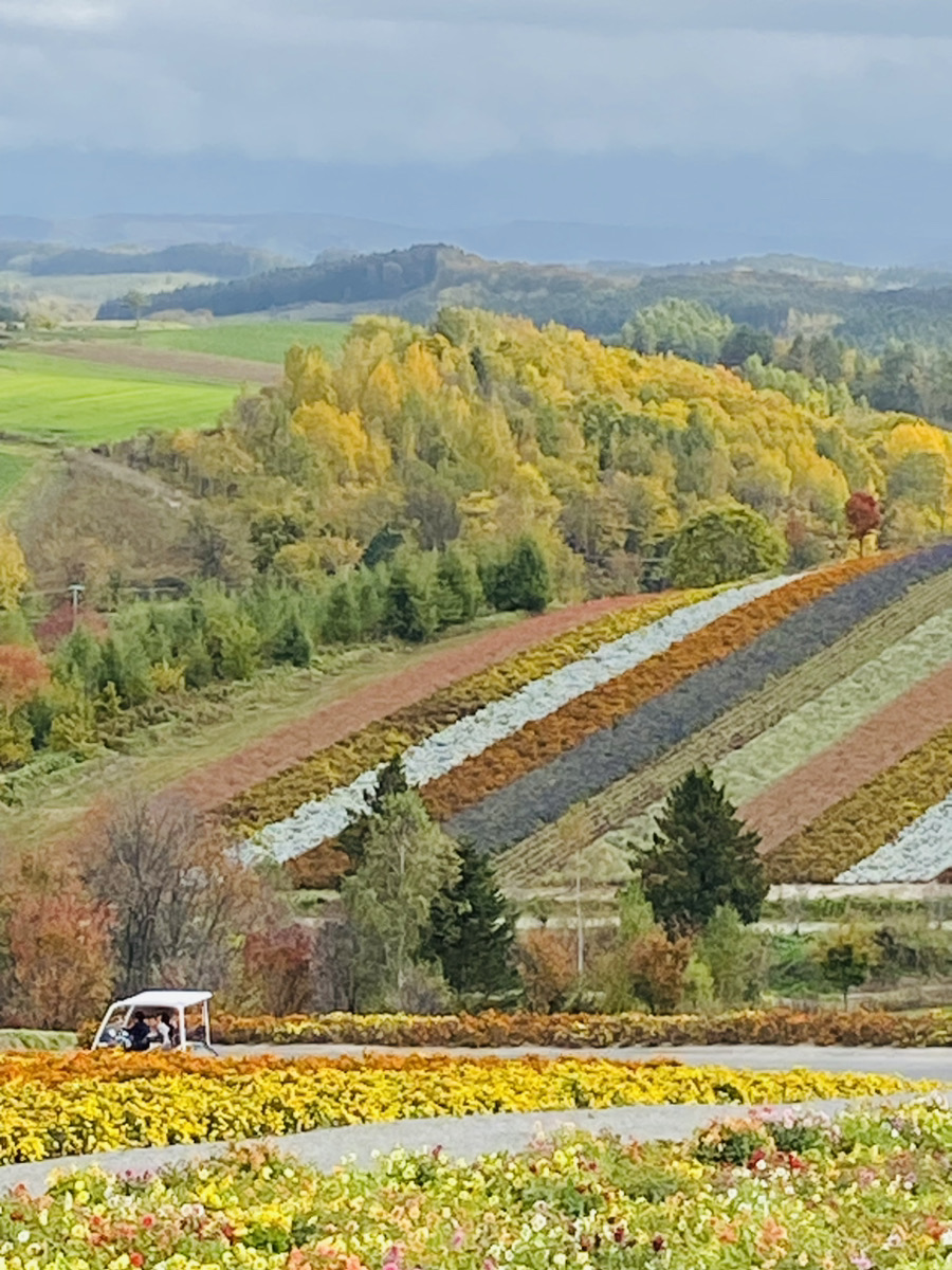 色彩豊かな花畑が広がる北海道の景観