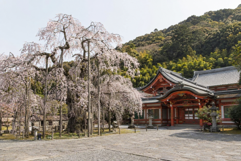 毘沙門堂の枝垂桜｜門跡寺院と山科の静かな春