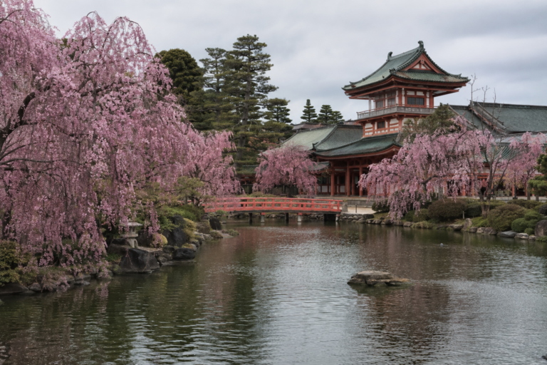 平安神宮の紅しだれ桜｜神苑と近代京都の記憶