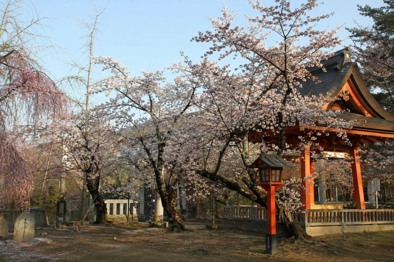 平野神社の桜｜魁から珍種へ、都の花見史をたどる