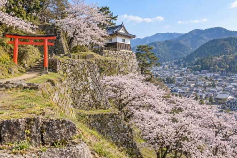 出石城跡の桜｜但馬の小京都と城下町の春を読む