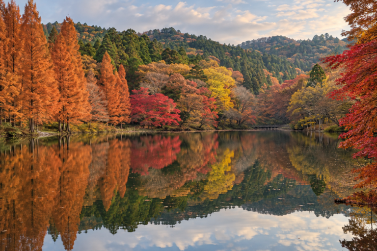 神戸市立森林植物園の紅葉｜世界の森と六甲の自然を比べる