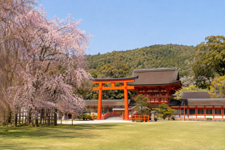 上賀茂神社の斎王桜｜賀茂の祭祀と広い空を歩く