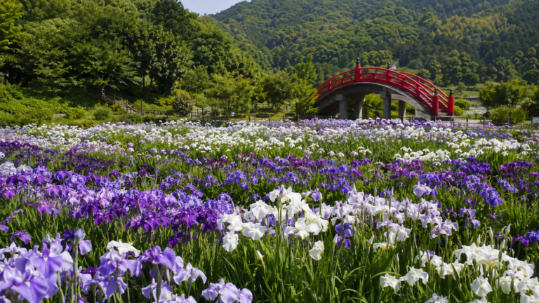 賀茂しょうぶ園｜三百品種の色と東三河の水辺文化