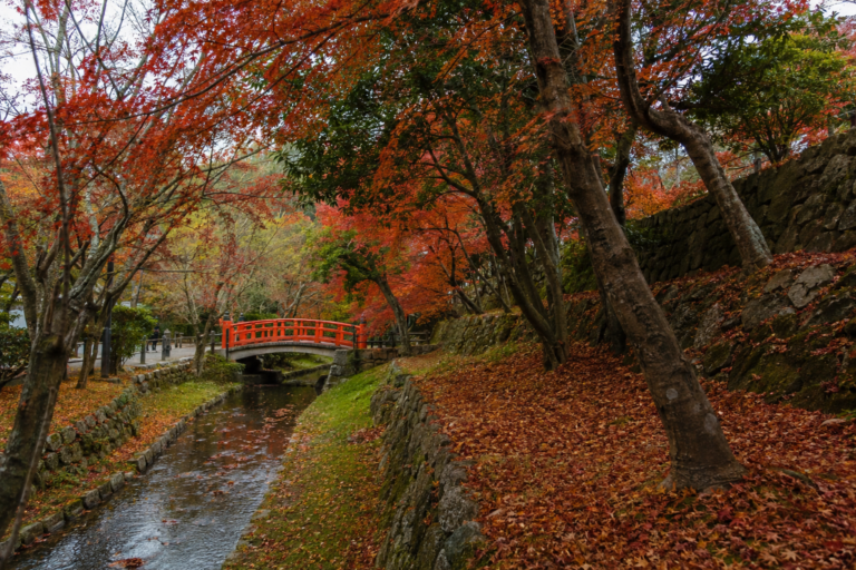 北野天満宮の紅葉｜御土居もみじ苑と紙屋川を歩く