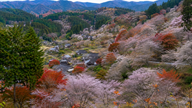 小原四季桜｜紅葉と桜が重なる豊田の山里を訪ねる