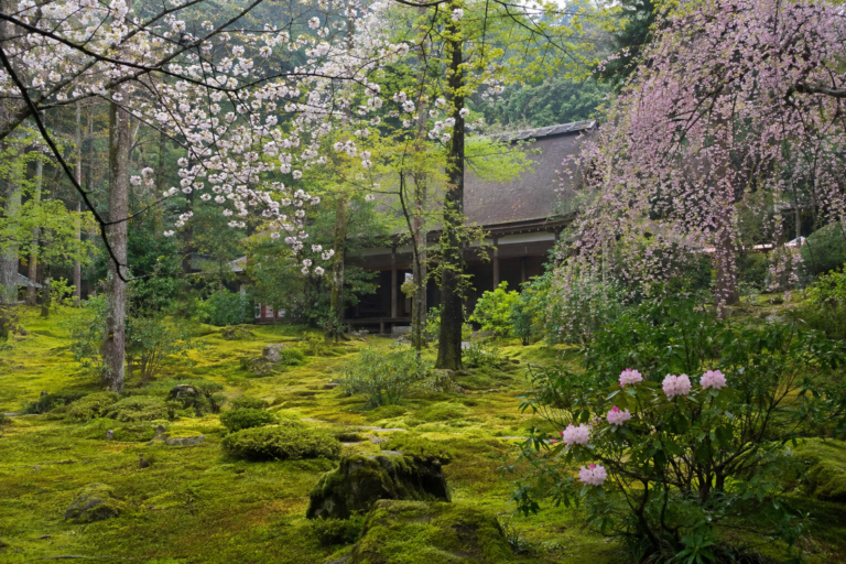 三千院の桜｜大原の苔庭と往生極楽院の春