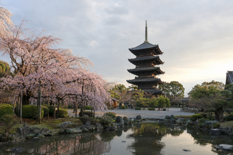 東寺の不二桜｜五重塔と枝垂桜が語る京都の入口