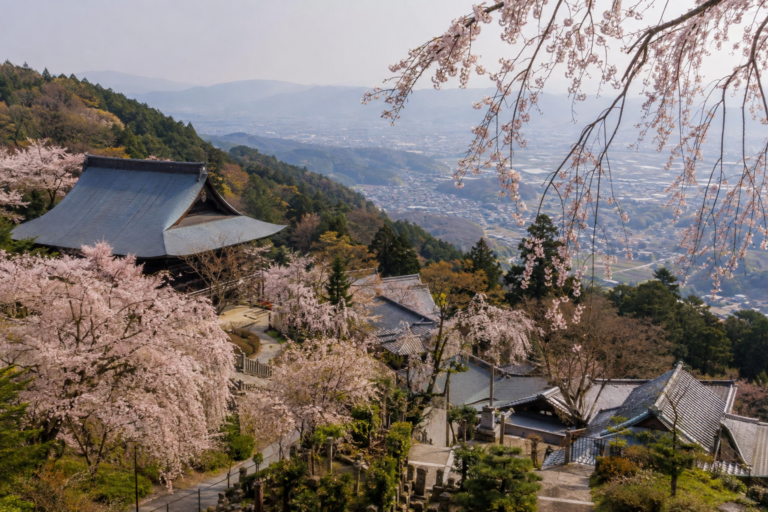 善峯寺の桜｜西山の斜面と京都盆地を見晴らす巡礼